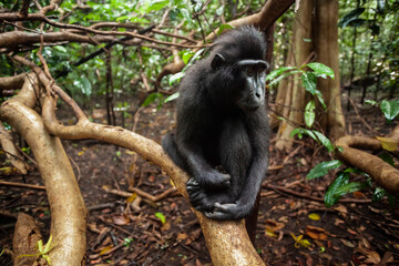 Cute looking Sulawesi crested macaque, Tangkoko National Park, Indonesia