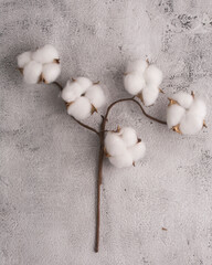 cotton branch on a light background
