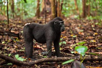 Sulawesi crested macaque in full height, Tangkoko National Park, Indonesia