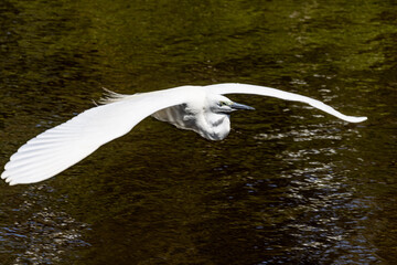 White Heron at Breeding Colony in Okarito, New Zealand