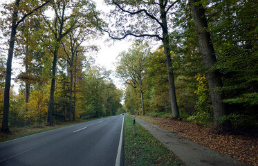 Bundesstrasse führt geradlinig durch einen herbstlichen Wald