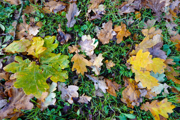 herbstlich gefärbte Eichenblätter (Quercus sp.)