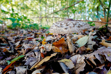 Gemeine Riesenschirmling oder Parasol (Macrolepiota procera)