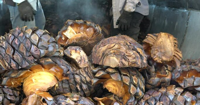 Agave cooked inside a boiler ready to grind and make tequila in an industrial concept factory