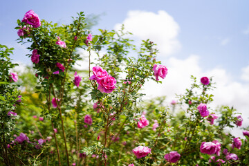 Obraz na płótnie Canvas Rose Garden Damascus rose blooms