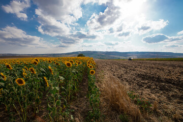 Naklejka premium field of sunflowers and blue sky