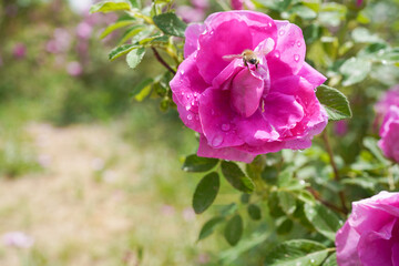 Blooming Damascus roses and dewdrops