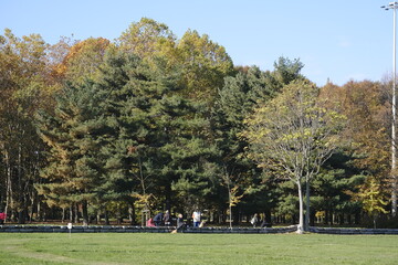 fall foliage in an autumn park