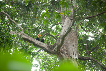 A pair of hornbills sit on the big tree the jungle of Sulawesi