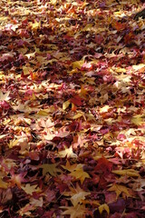 fall foliage in an autumn park