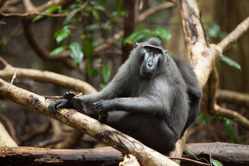 Thougtful face of celebes crested macaque