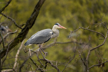 Grey heron nesting in the crown of tree. Heron on the nest. European spring wildlife. 