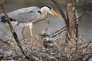 Grey heron nesting in the crown of tree. Heron on the nest. European spring wildlife. 