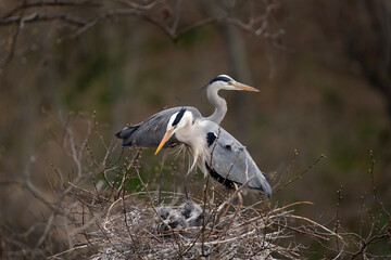 Grey heron nesting in the crown of tree. Heron on the nest. European spring wildlife. 