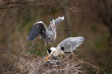 Grey heron nesting in the crown of tree. Heron on the nest. European spring wildlife. 