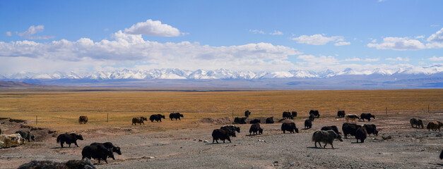 Yak herd on grassland and snow mountain