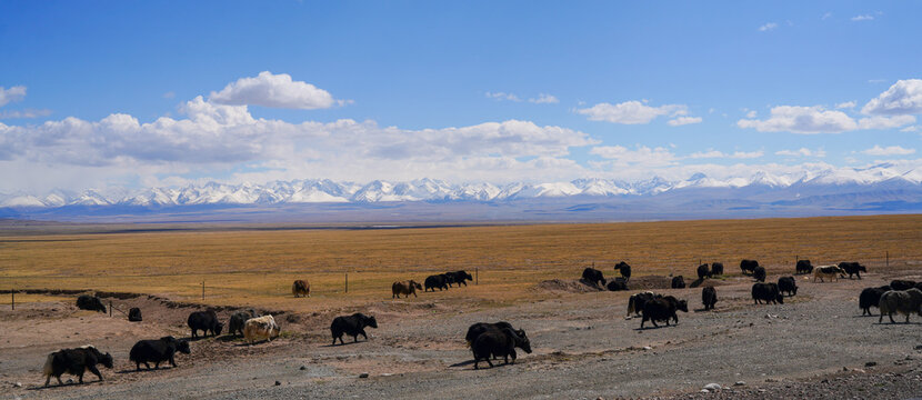 Yak herd on grassland and snow mountain