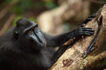 Curious macaca nigra looks away