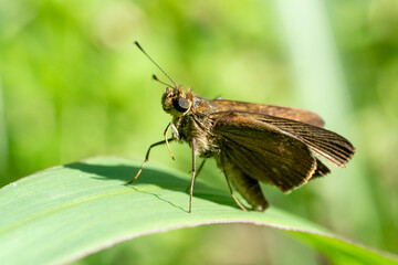 inseto macro borboleta