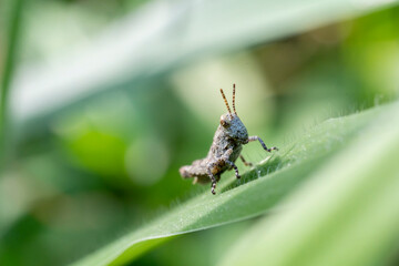 inseto macro gafanhoto folha