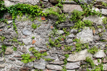 Ancient wall made of natural rocks with plants between blocks and camomile bunch in the middle