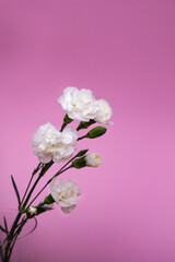 Vertical delicate white carnation flower. Purple modern background. Valentine's day romantic present. 