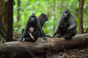 A family of macaca nigra with the cub