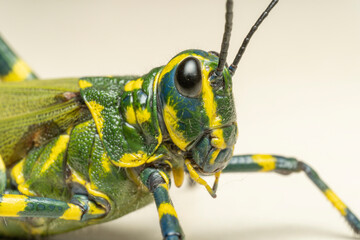 inseto macro gafanhoto brasileiro