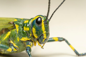 inseto macro gafanhoto brasileiro