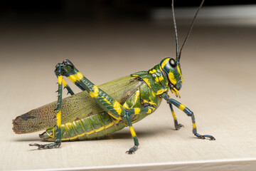 inseto macro gafanhoto brasileiro