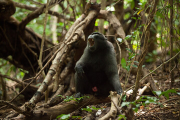 An adult macaca nigra shows its teeth