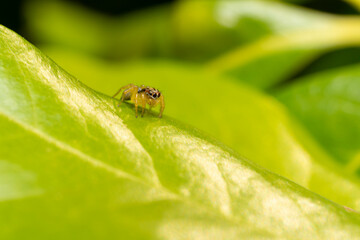 inseto macro aranha fofinha natureza