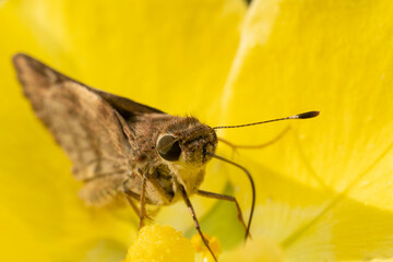 inseto macro