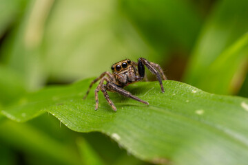 inseto macro aranha fofinha natureza