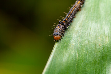 inseto macro