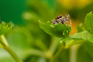 inseto macro aranha fofinha natureza