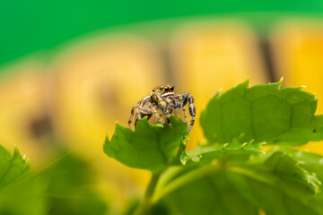 Obraz premium inseto macro aranha fofinha natureza