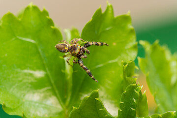 Naklejka premium inseto macro aranha fofinha natureza