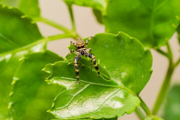 inseto macro aranha fofinha natureza