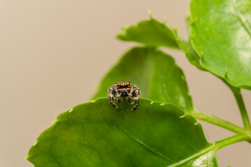 inseto macro aranha fofinha natureza