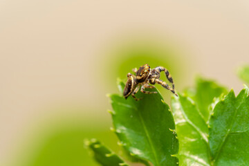 Fototapeta premium inseto macro aranha fofinha natureza