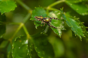 inseto macro aranha fofinha natureza