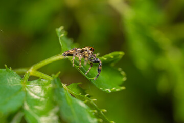 inseto macro aranha fofinha natureza
