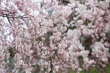 京都御苑の糸桜