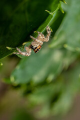 inseto macro aranha fofinha natureza