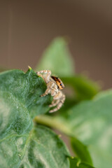 inseto macro aranha fofinha natureza