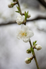 花ももの白い花
