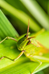 inseto macro