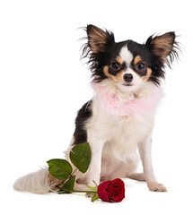 Chihuahua with a rose to celebrate love