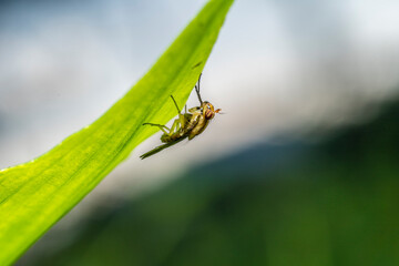 inseto macro mosca